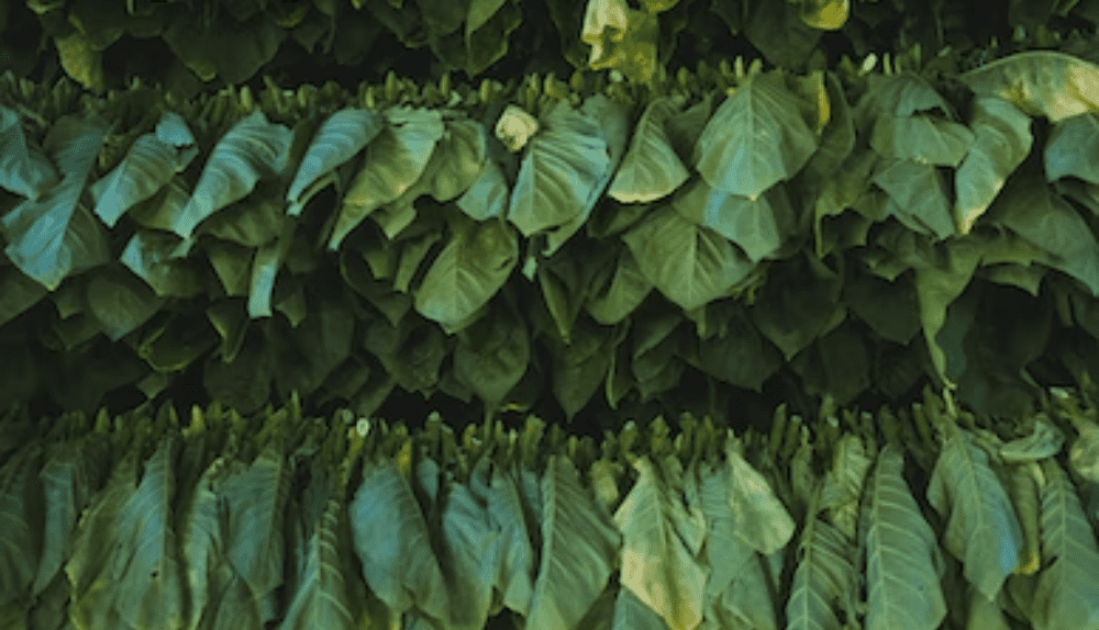 How to Grow And Sell Tobacco 5 Easy Steps Explained