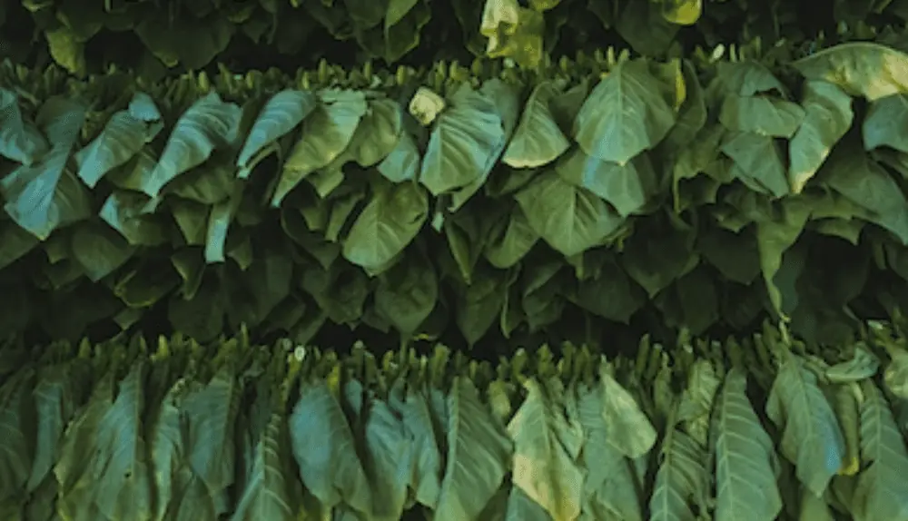 How to Grow And Sell Tobacco 5 Easy Steps Explained