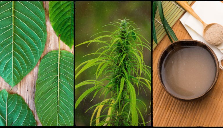 Kratom vs CBD vs Kava - What's the Difference?